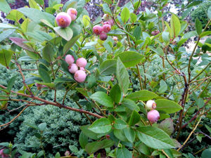 Bild von Vaccinium